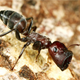 An exploding ant “doorkeeper” with its unusual head, which it uses to barricade the entrance of a nest.